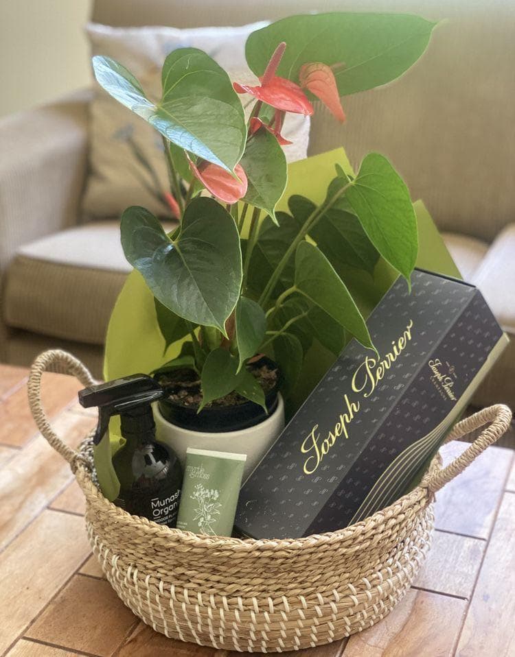 Hampers Lebaran Tanaman Hias